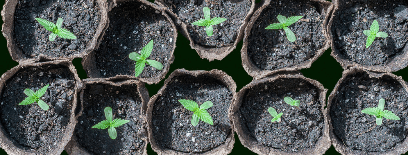 Pots for growing weed