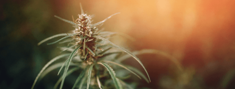 How to Pick Marijuana Seeds